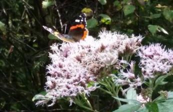 Übernachten in unseren Crutpracht Gästezimmern mit großem Bauernfrühstück, ab April 24 auch in der DUFFEL-SCHEUNE - Foto 38