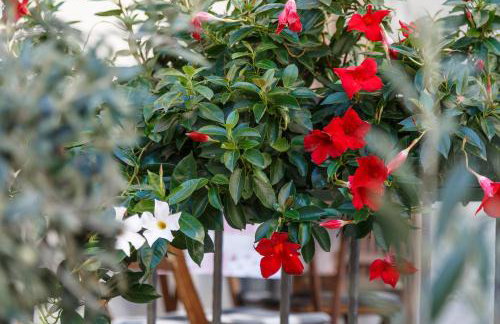 Apartments Villa Cambi - Foto 23