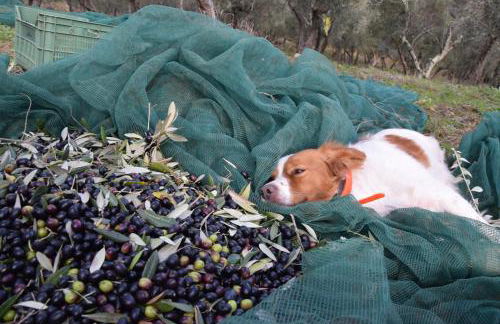 Agriturismo Podere Tegline - Foto 41