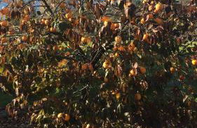 Fienile Chiaramada - Foto 73