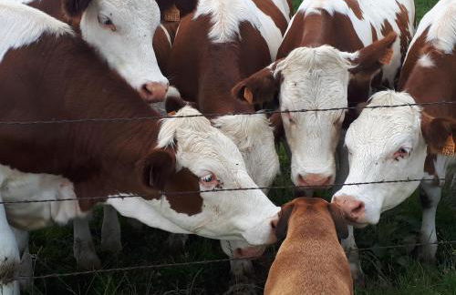 La maison d'antan - Foto 20