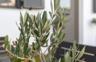 Villa Basilio - Foto 41