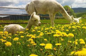 Pastelova Krova - domki w Bieszczadach - Foto 55