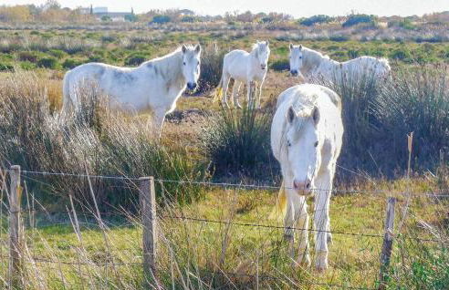 Les Piboules - Foto 30