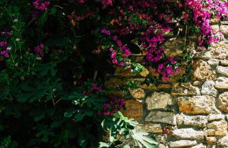 La Magentina - Foto 3