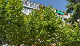 El Cedro Llorón - Foto 4