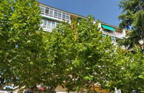 El Cedro Llorón - Foto 4