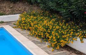 Villa Liliana Your Private Oasis with Pool - Foto 50