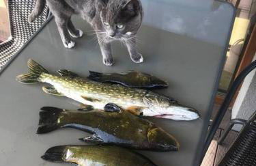 Zakątek na Mazurach I Kalinowo, Romoty - Foto 53