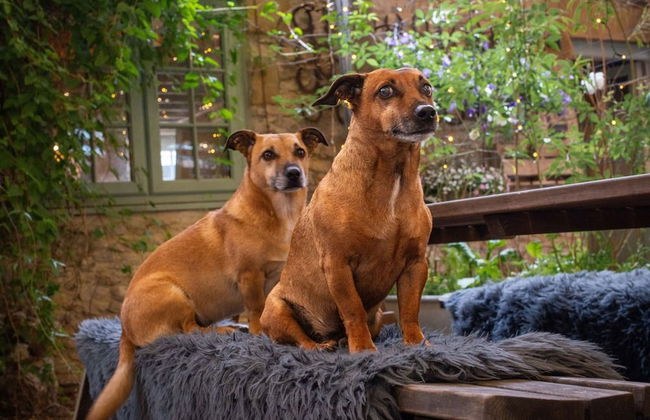 High Paradise Farm - Foto 80