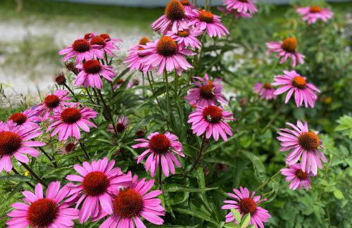 Im weißen Schlössl Friedemann - Photo 16