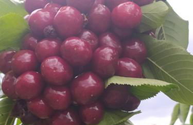 Rincón del Valle del Jerte - Foto 49