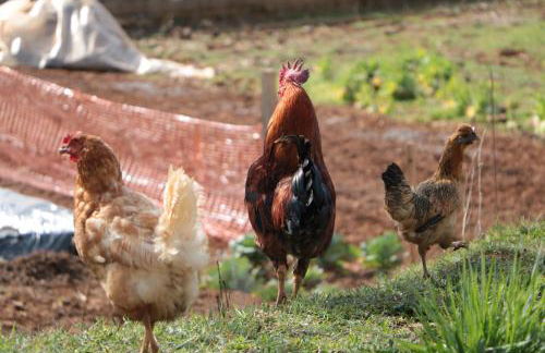 Casa do Rebelhe - Foto 41