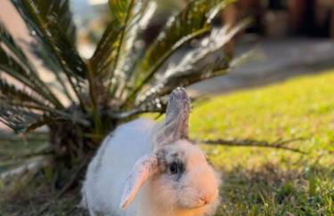 Casa de Campo - Águas Mornas SC - Photo 52