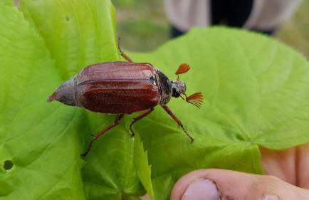 Gutshof Kehnert - Pension & Ferienwohnungen - Foto 58