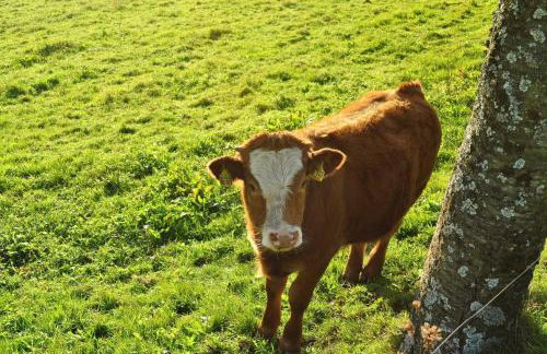Ferienwohnungen Hansmartihof - Foto 5