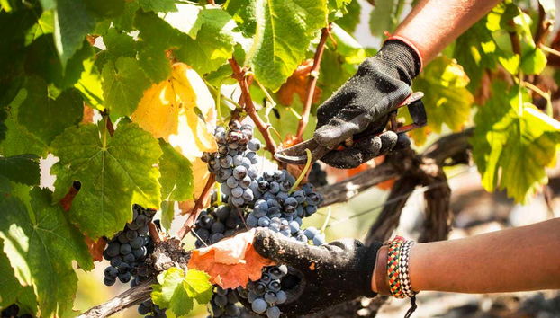 Uvas da Quinta São Luiz