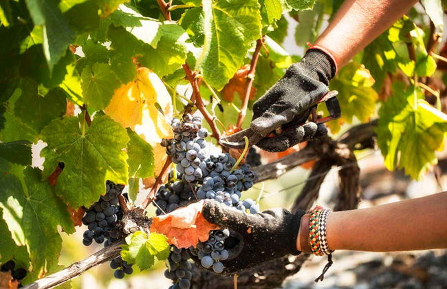 Quinta São Luiz Wine Tasting - Photo 2