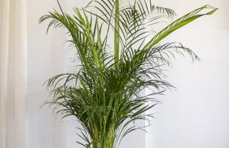 Conte Marco Sunny Garden Home - Foto 6