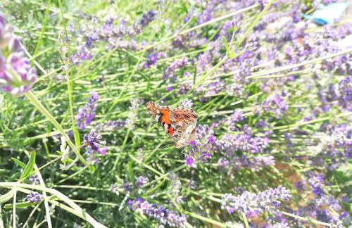 Apartments Amfora - Foto 60