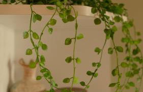 Sea & City View - Foto 30