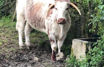 The Cowshed - Foto 27