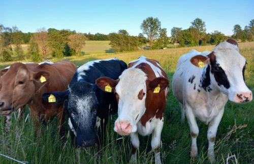 Ferienhof Wahls - Foto 29