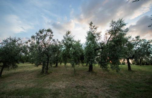 La Collina Degli Ulivi - Foto 63