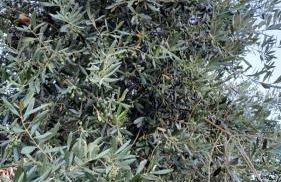 Agriturismo Gli Antichi Sapori - con stazione di ricarica veicoli elettrici - Foto 54