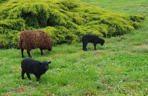 Appartement independant à Sarzeau Emplacement exceptionnel 4 couchages - Foto 10