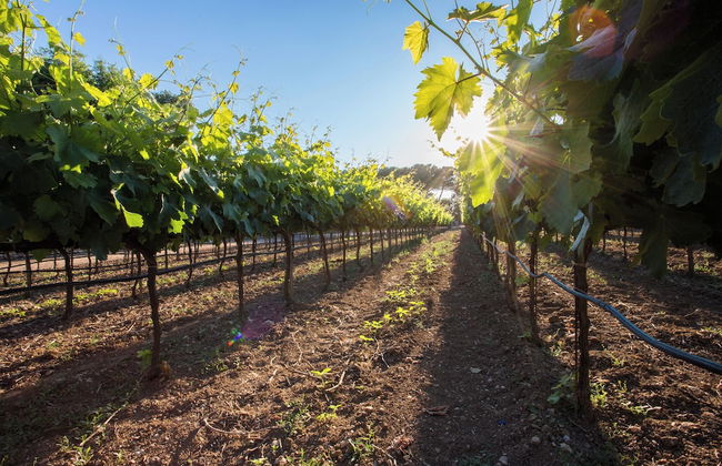 Tenuta del Barco WineRestaurant and Hospitality - Foto 42