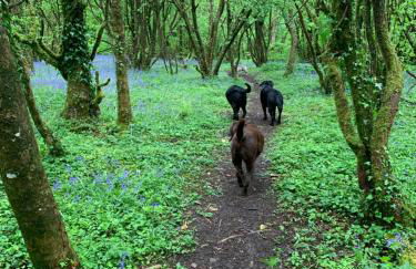 Kabin in the woods with Hot Tub - Foto 70