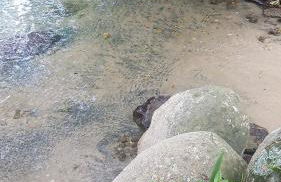 Casa com Praia no quintal - Foto 16