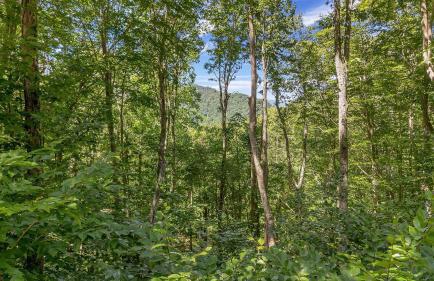 Our Place to Paws 4 Bd Lux Blue Ridge Mnt Cabin - Photo 50