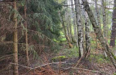 Cisza i Las - Dom na wyłączność, Prywatny Las, 2 pokoje, Polanica Zdrój - Foto 21