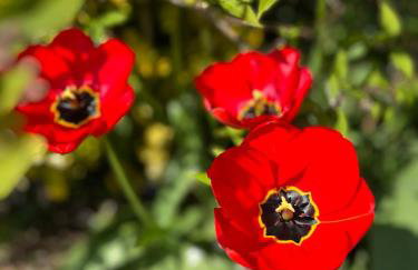 Ardnageeha - Foto 17