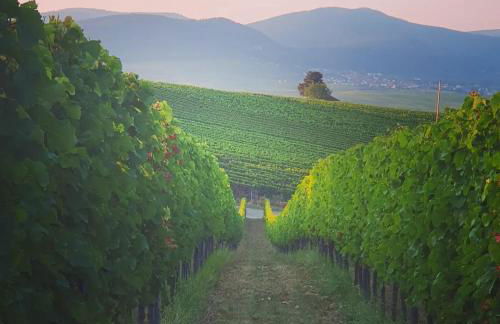 Ferienwohnung Lug - Foto 29