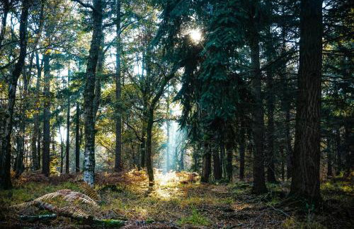 Rockford Cottage 3 Bed Modern New Forest House with Garden - Foto 45