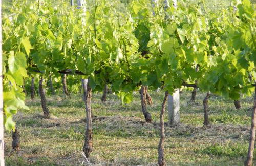 Tenuta Su Vrau - Foto 34