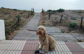 Ocean front apartment Trianon - Foto 47