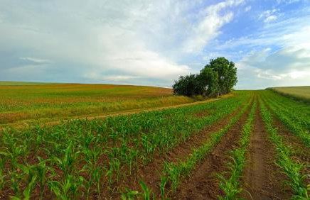 Dom Pod Złotym Bażantem - Foto 42