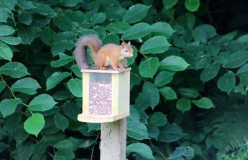 Castle Kennels - Foto 13