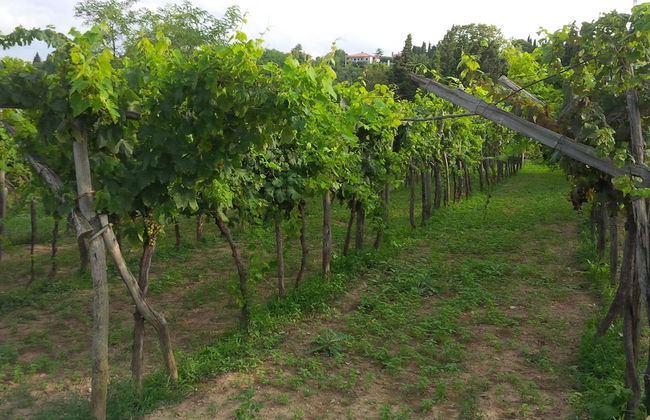 Soncne Terase - Foto 63