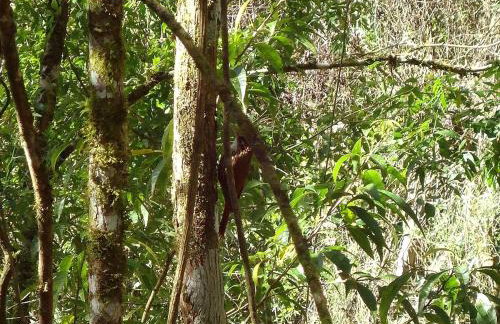 Alugo minha casa na floresta! - Foto 18