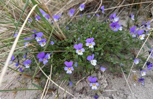 Komfort 4 Sterne Wohnung " Flut " für 4 Erw Kleinkind in Ostfriesland - Photo 45