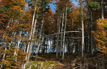 Winterwohnung Almberg - Foto 28