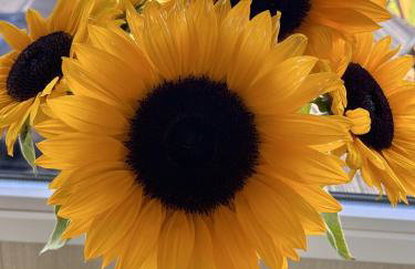 Seagulls Rest - Foto 34