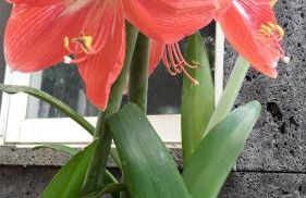 Quinta da Maria - Foto 20