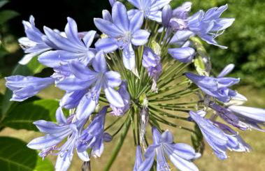 Clos des hortensias - Foto 7