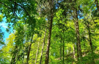 Ferienwohnung am Enzufer mit Wintergarten Bad Wildbad im Schwarzwald - Foto 29
